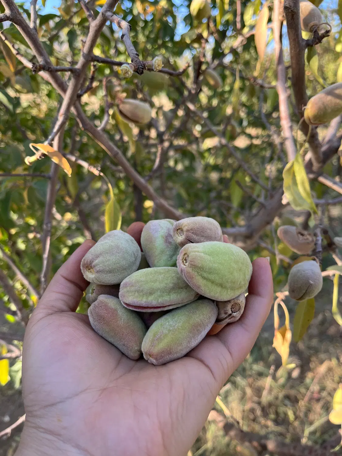 باغ میوه