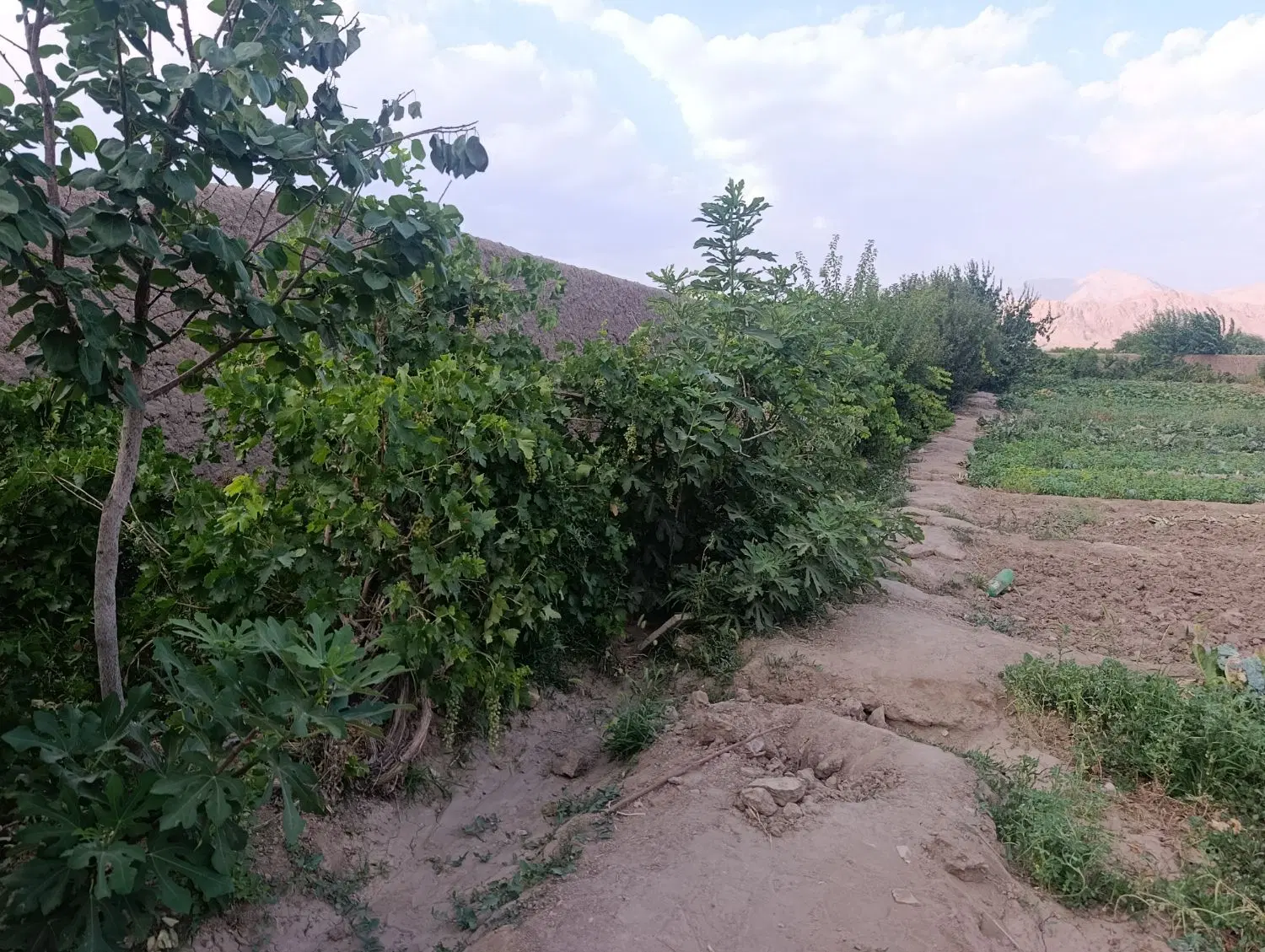 یک باغ واقع در سرآسیاب فرسنگی کوچه ده بالا