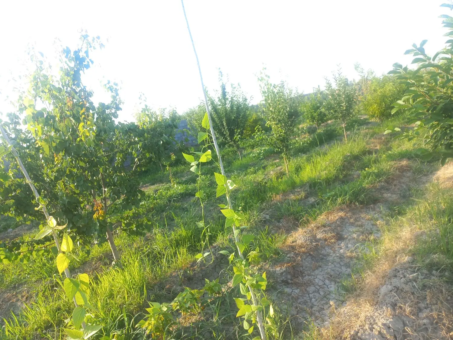 ۹۰۰مترباغ وباغچه الوان با اب برق شناور