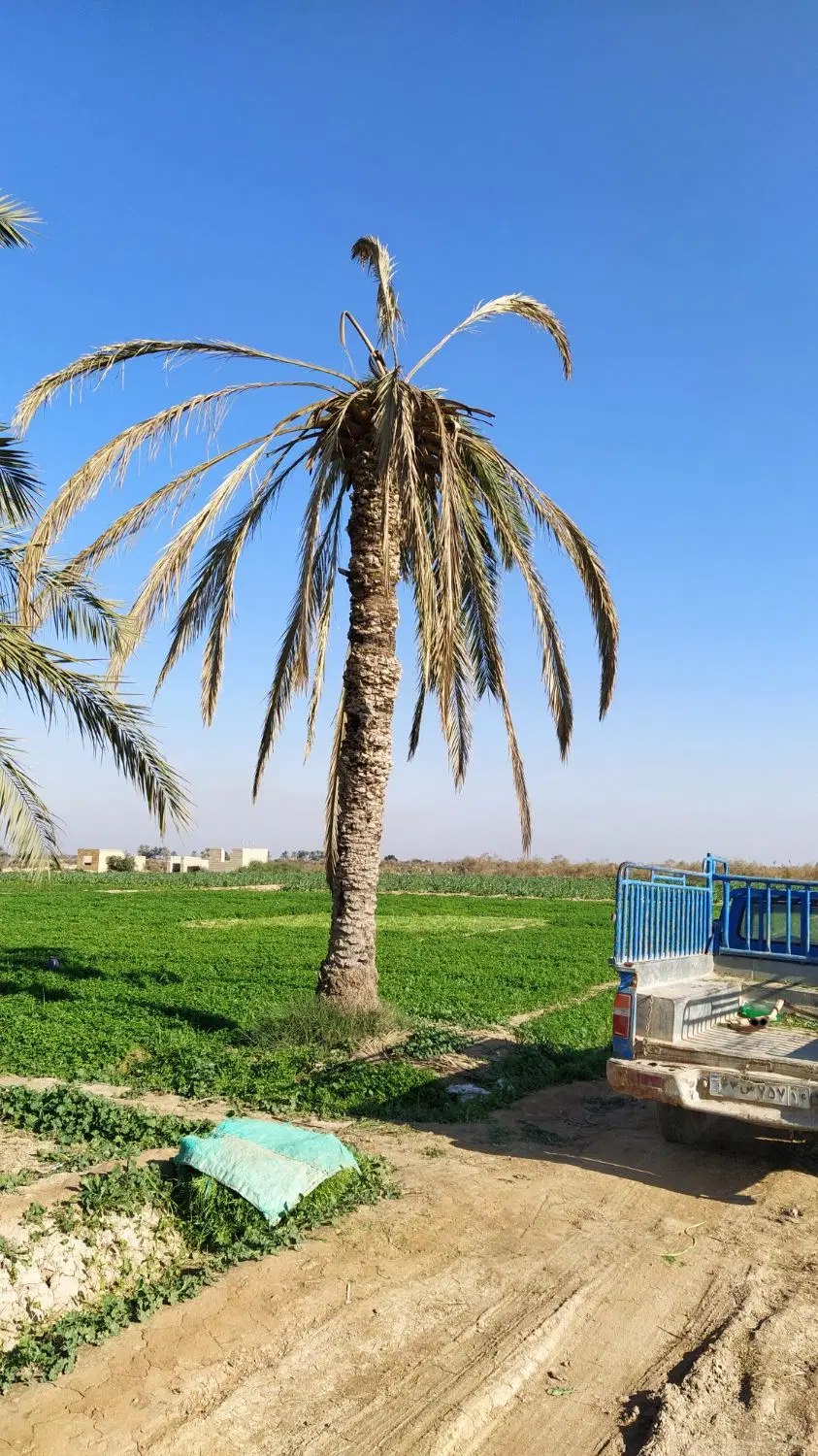 زمین تجاری