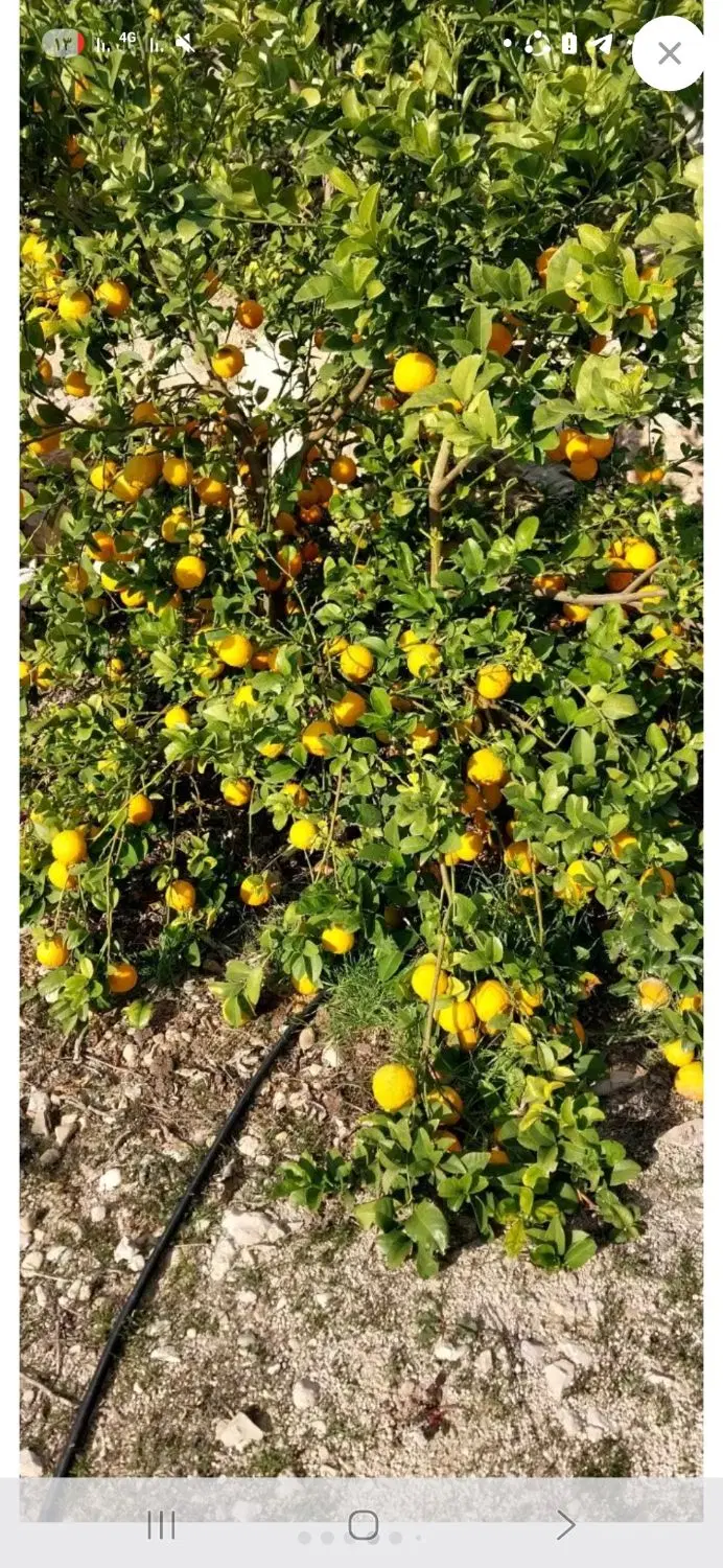 فروش زمین ملای بلوط