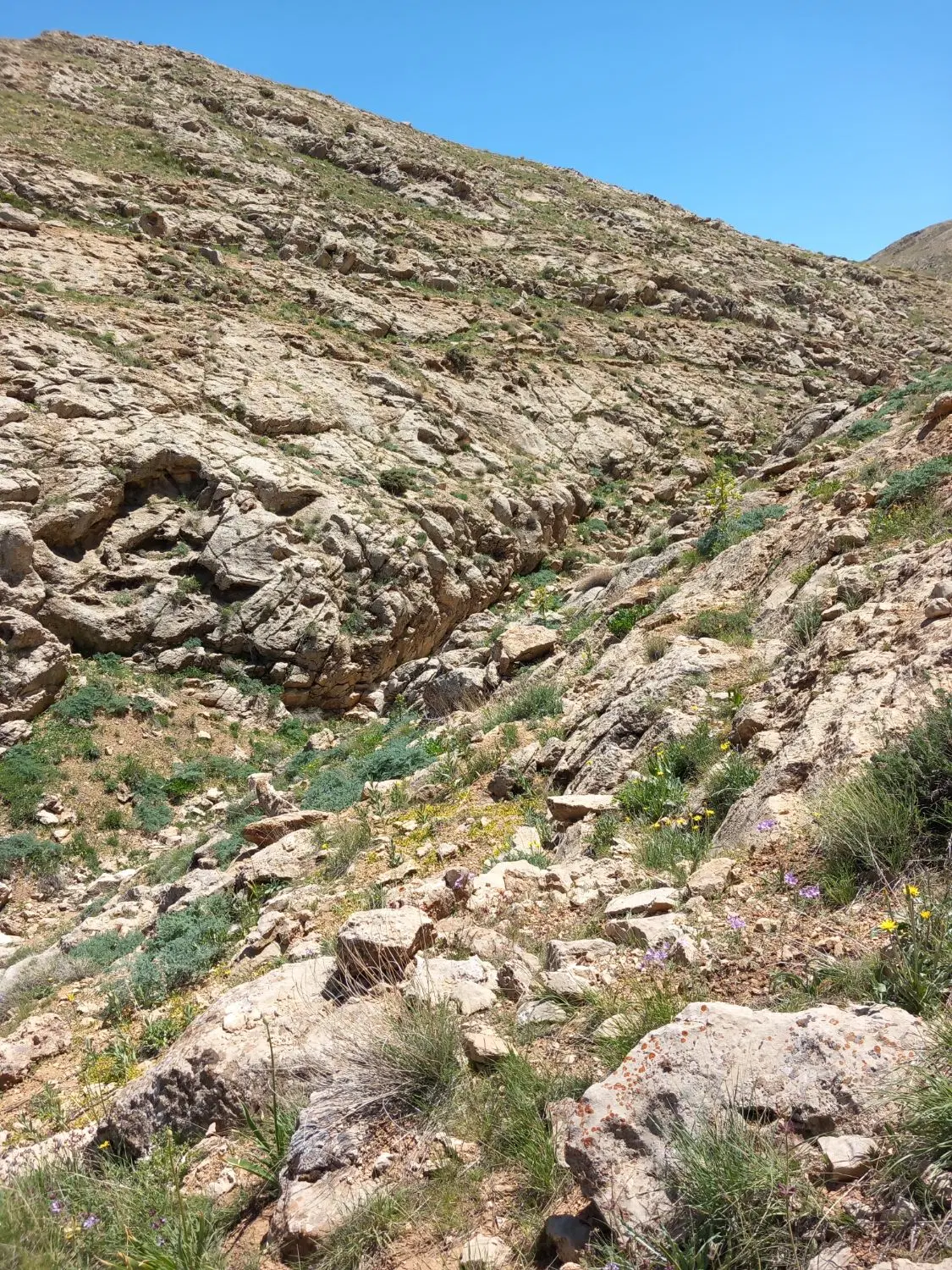 یه قطعه زمین در عباس اباد