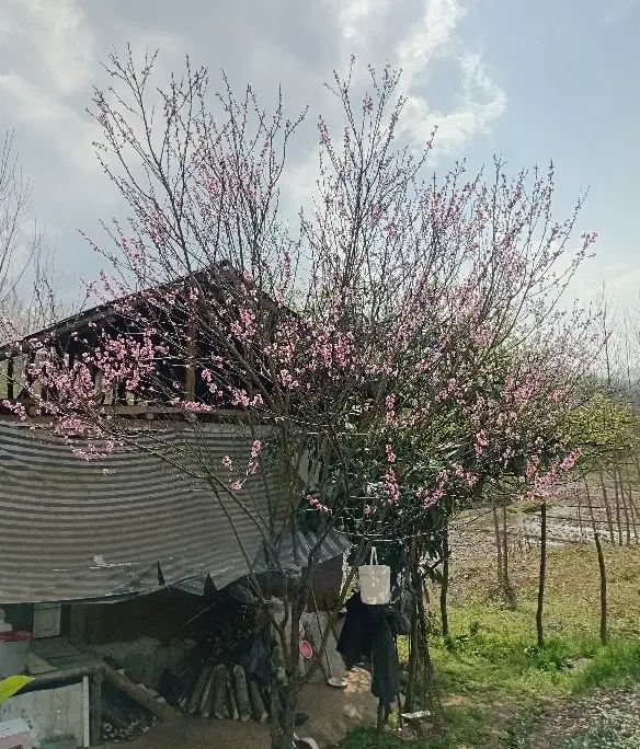 زمین باغی لاهیجان روستای زمیدان