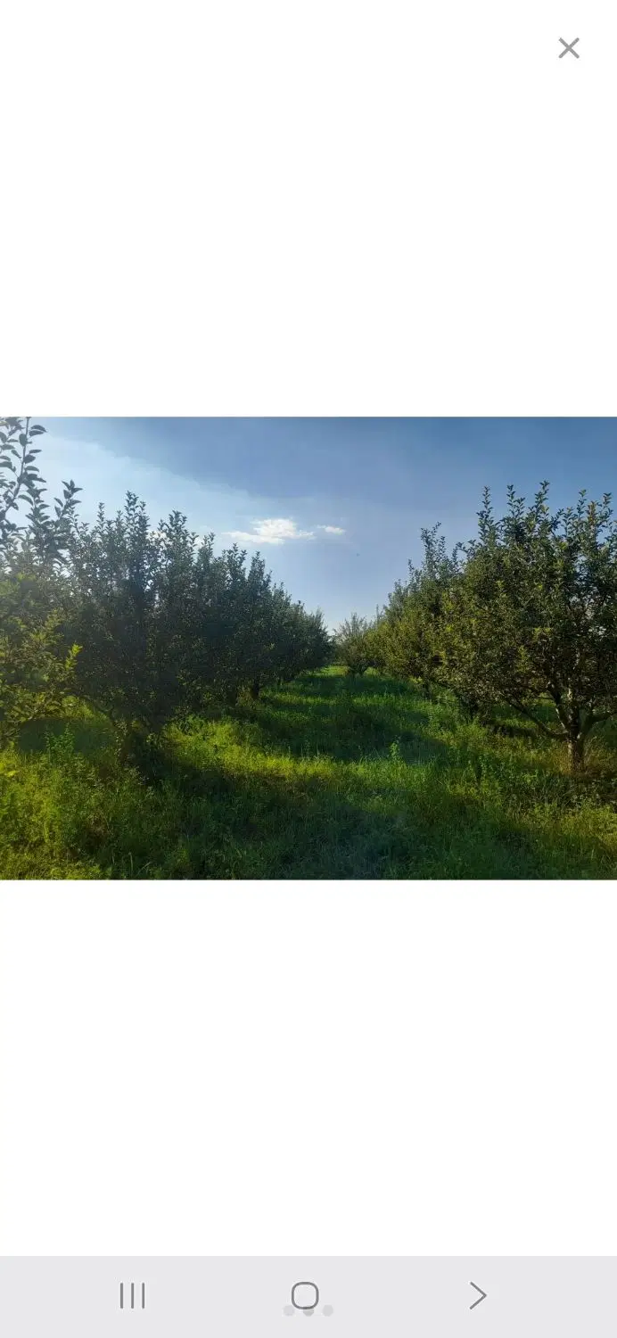 باغ جاده کلشان