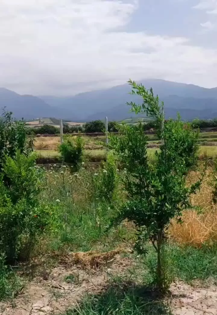 باغ انار آهنگرمحله