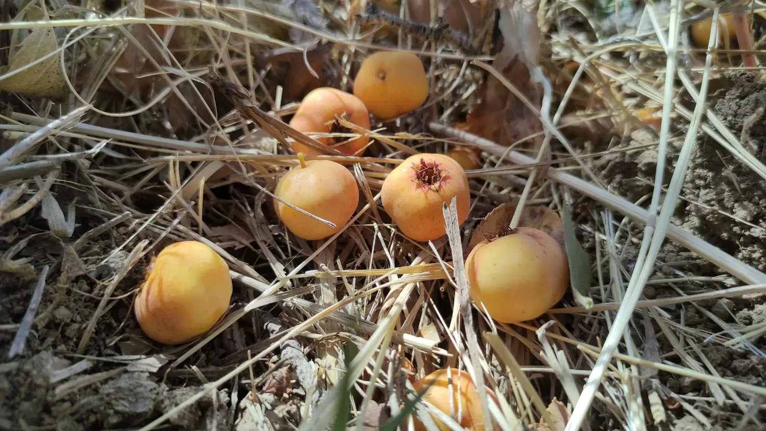 زمین کشاورزی ۲۵۰۰متری روستای ملکشان