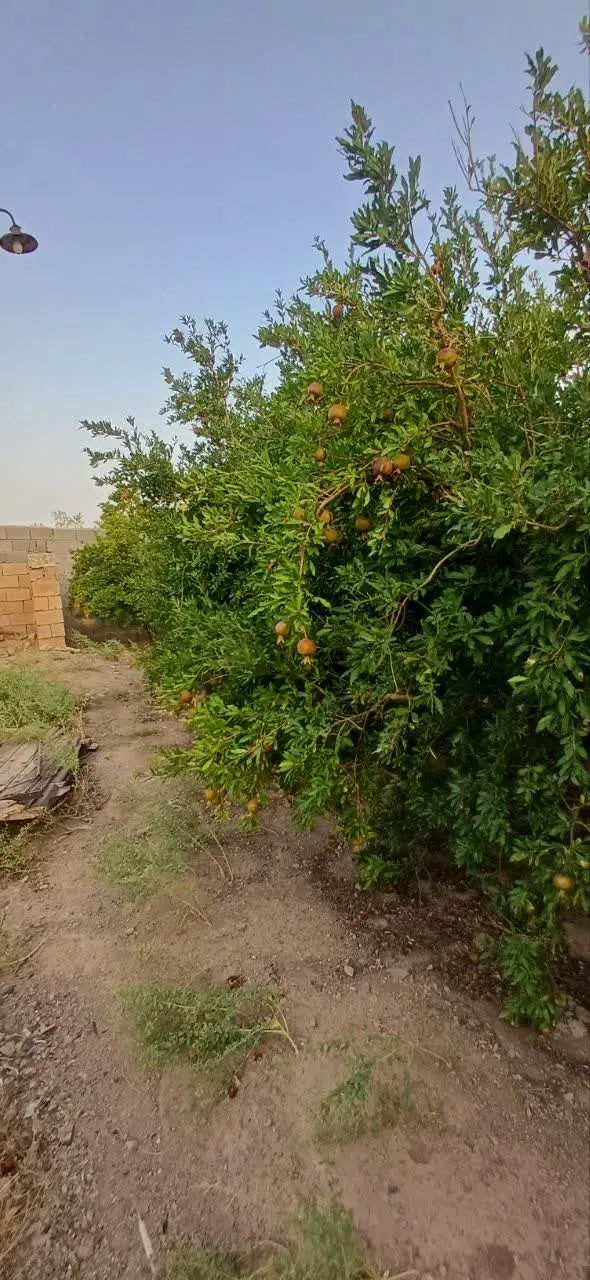 فروش باغ