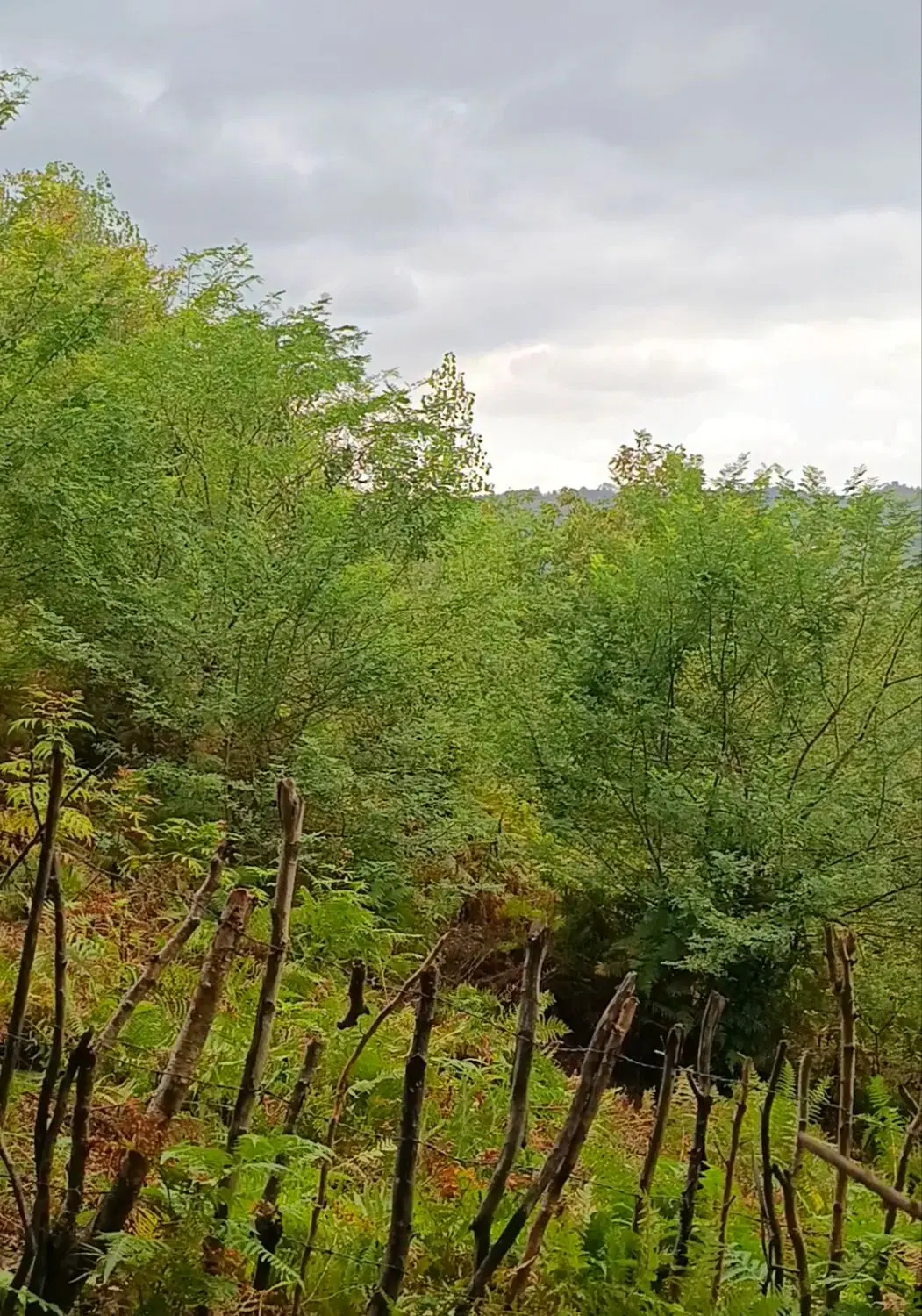 زمین زراعی لاهیجان مستثنیات