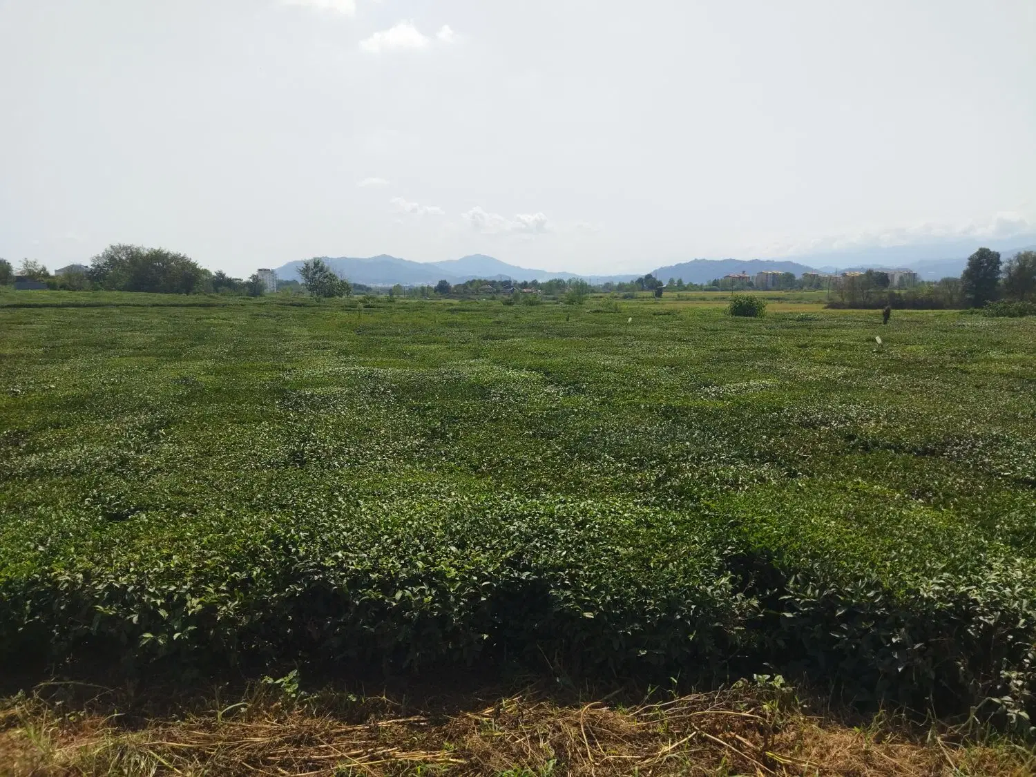 زمین باغ چای 1100متری
