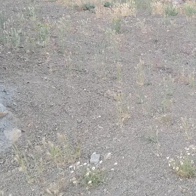 فروش زمین مسکونی در روستای گاوکش اولیا