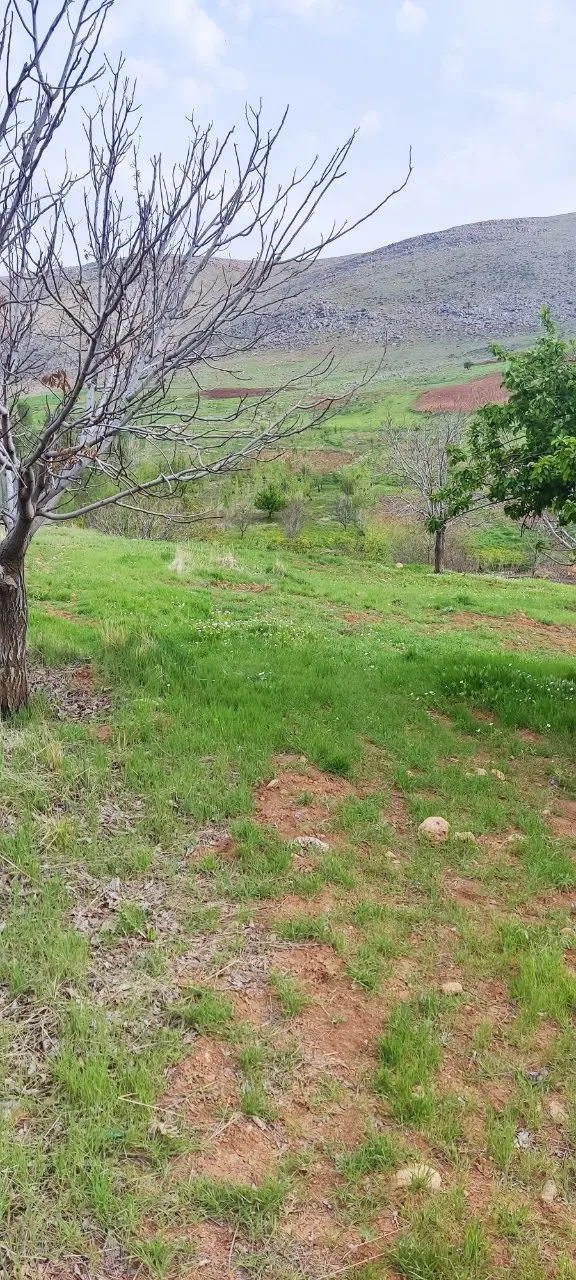 زمین کشاورزی باداور ۲۵۰۰ متر