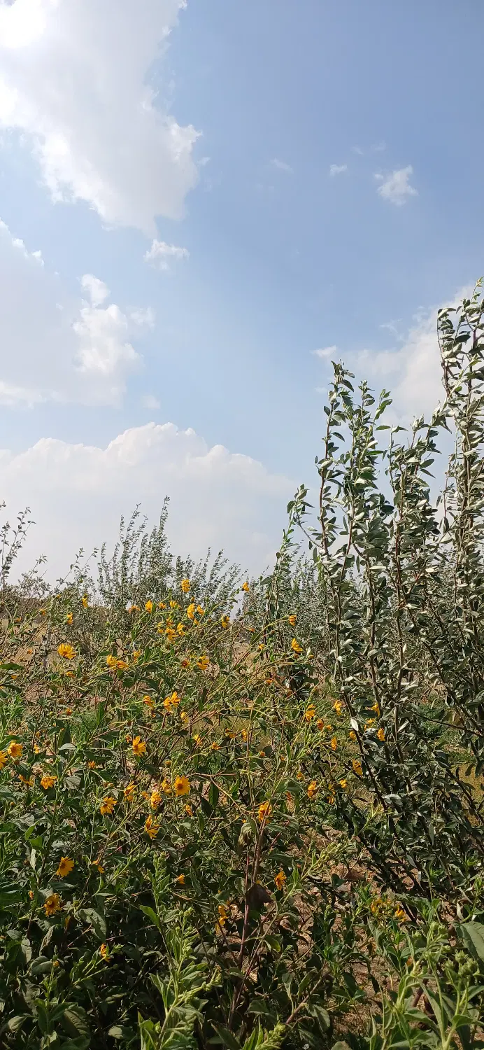 زمین باغی