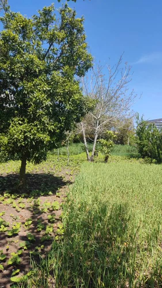 زمین مسکونی روستای ساحلی دستک