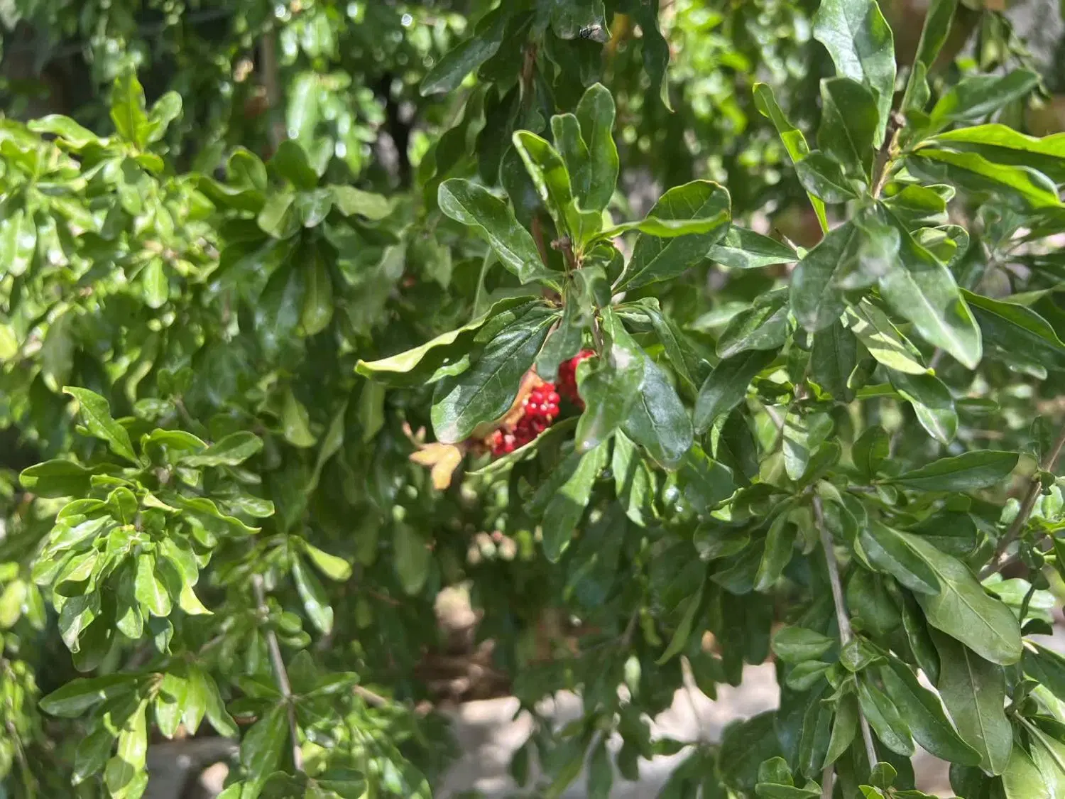 باغ بزرگ در سیدآباد