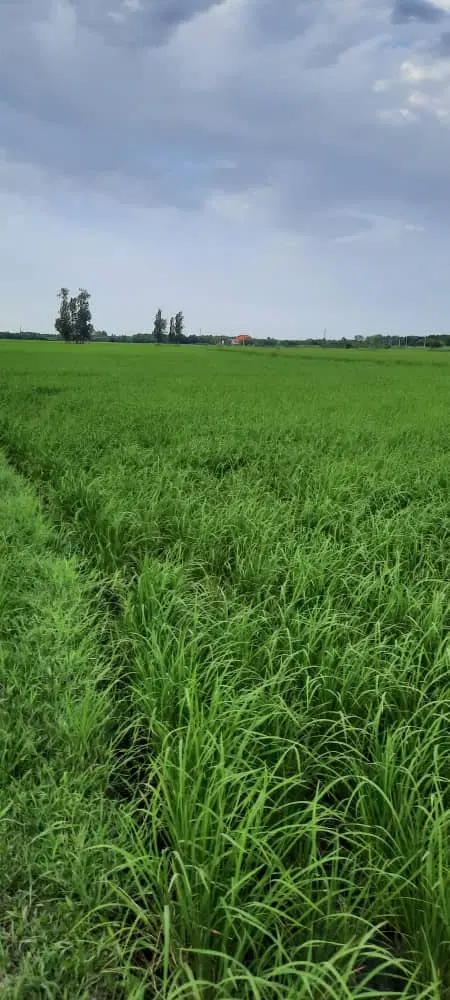 شالیزار سنتی (بجار)