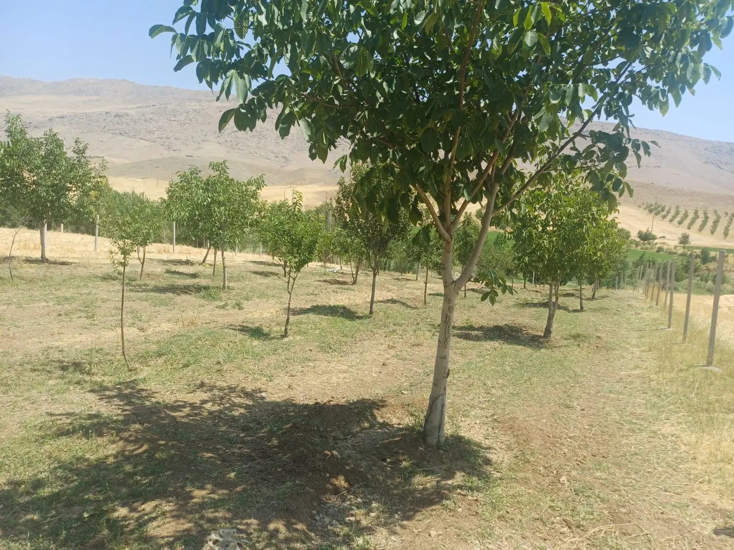 زمین سرابیاس