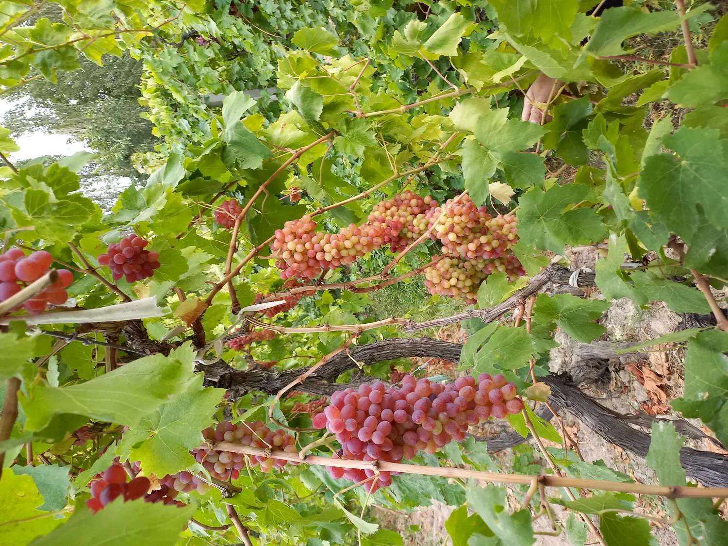 باغ انگور و چند درخت گردو به اجاره داده می‌شود.