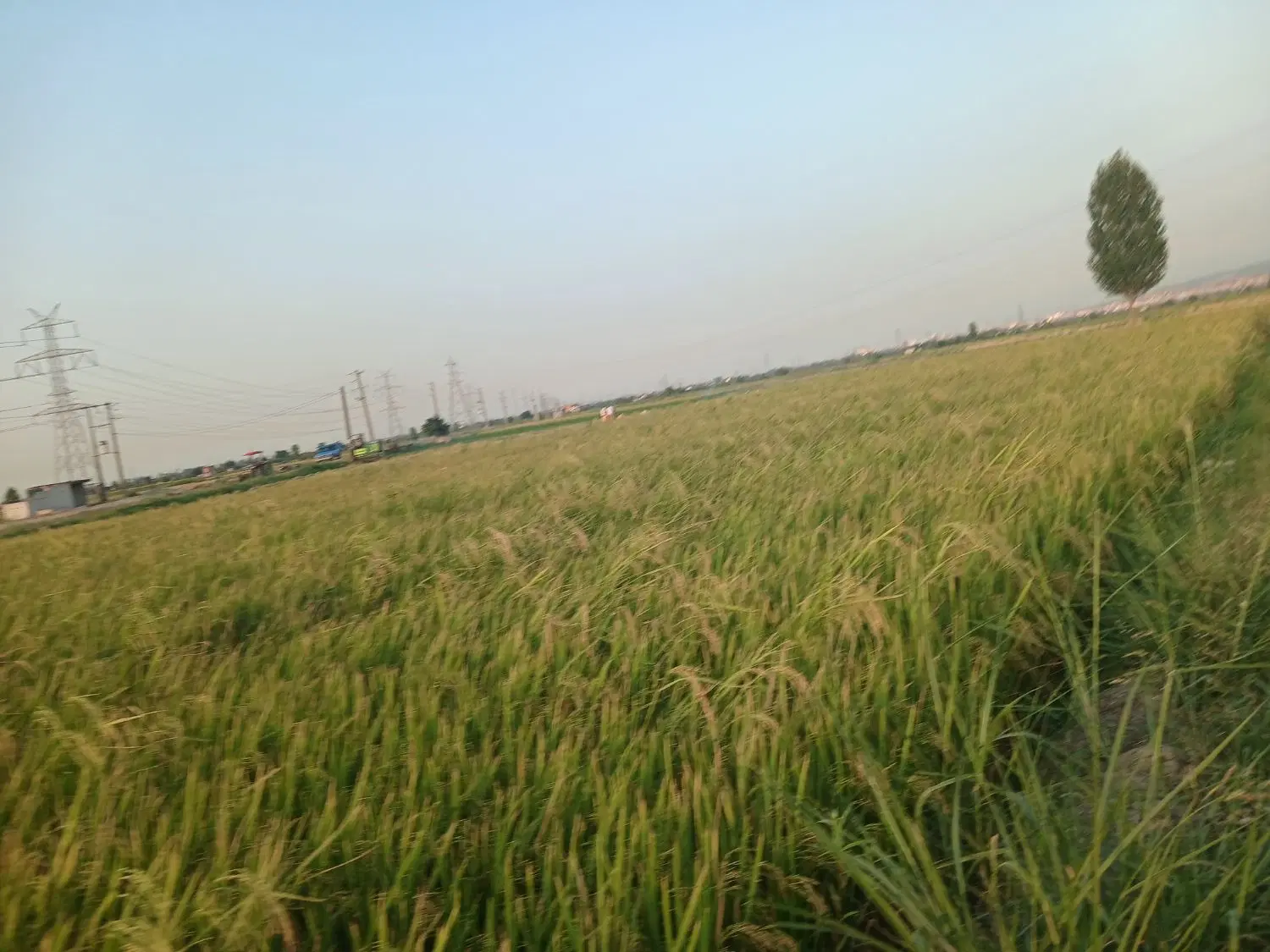 زمین کشاورزی