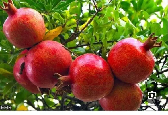 ۲۰۰۰مترباغ انار.(نزدیک ساوه)