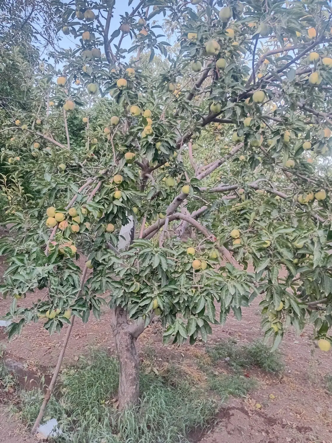 باغ  وکلبه چنگلی