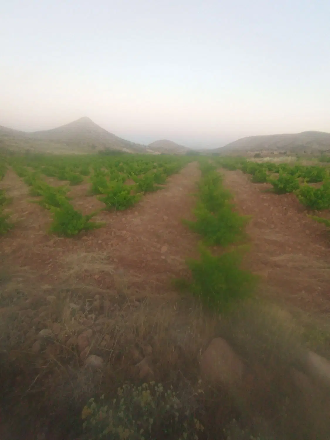 باغ 1000متری