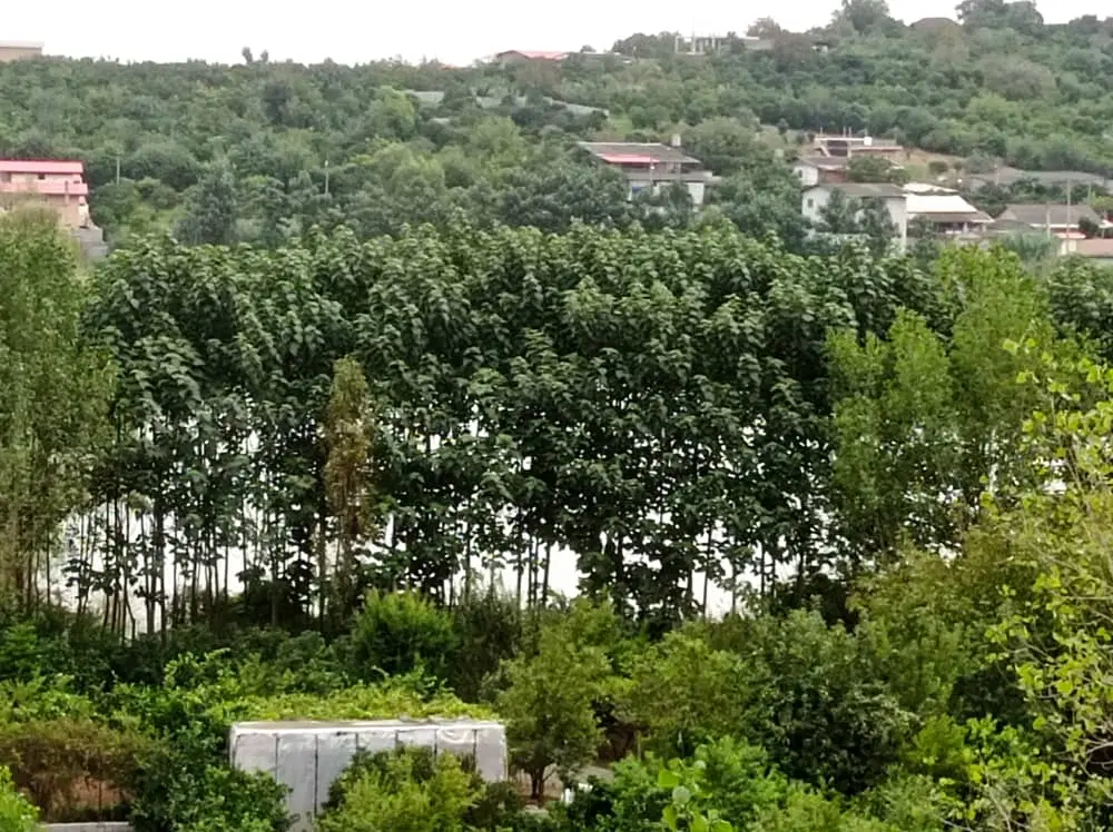 فروش باغ مرکبات جنگلی