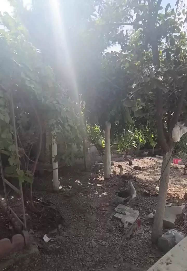 باغ به مساحت هزار و ۱۰۰ متر دارای برغ ۳ فاز