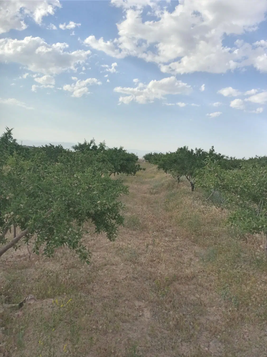 باغ زمین زراعی بادرختان محصول ده