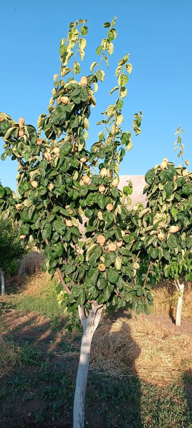 باغ وخانه باغ ورمنجه