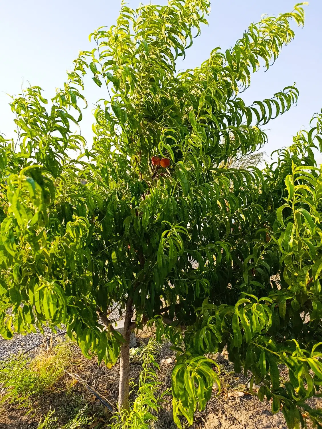 باغ جاده روانسر