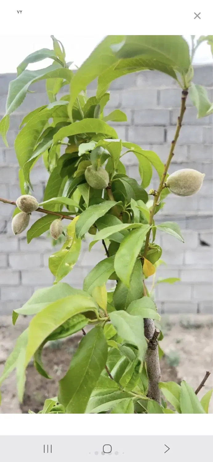 باغچه ۴۰۰ متری حصار مهتر