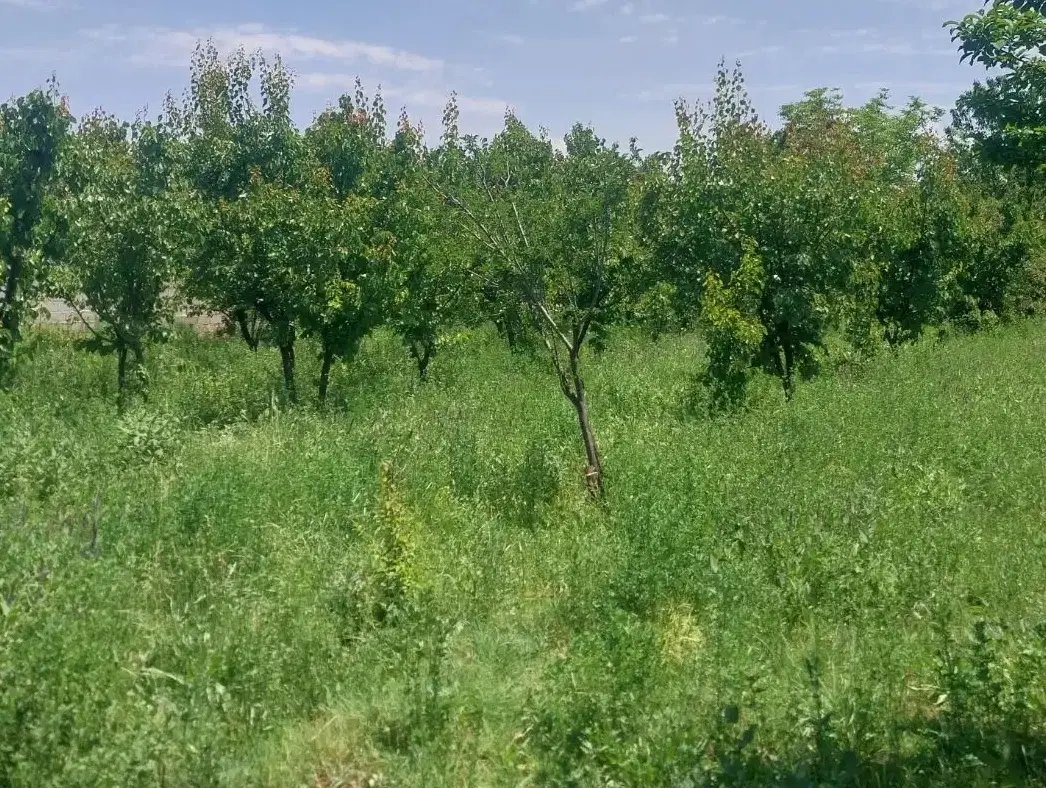 باغ بر جاده
