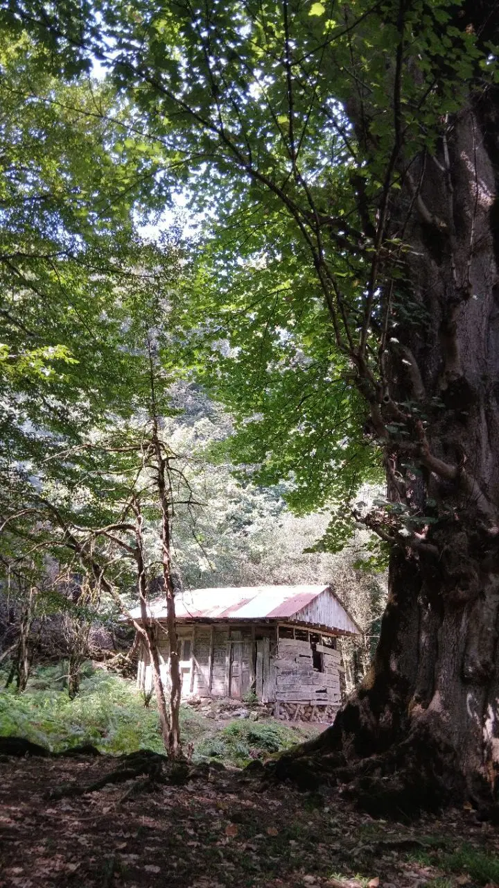 ویلایی منطقه ۴ خ حافظ.