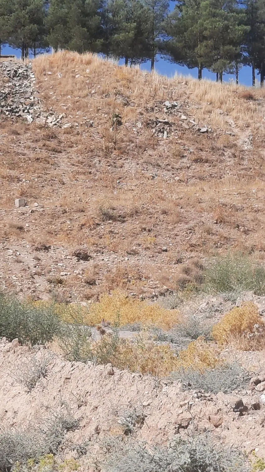 زمین پچه رئیس