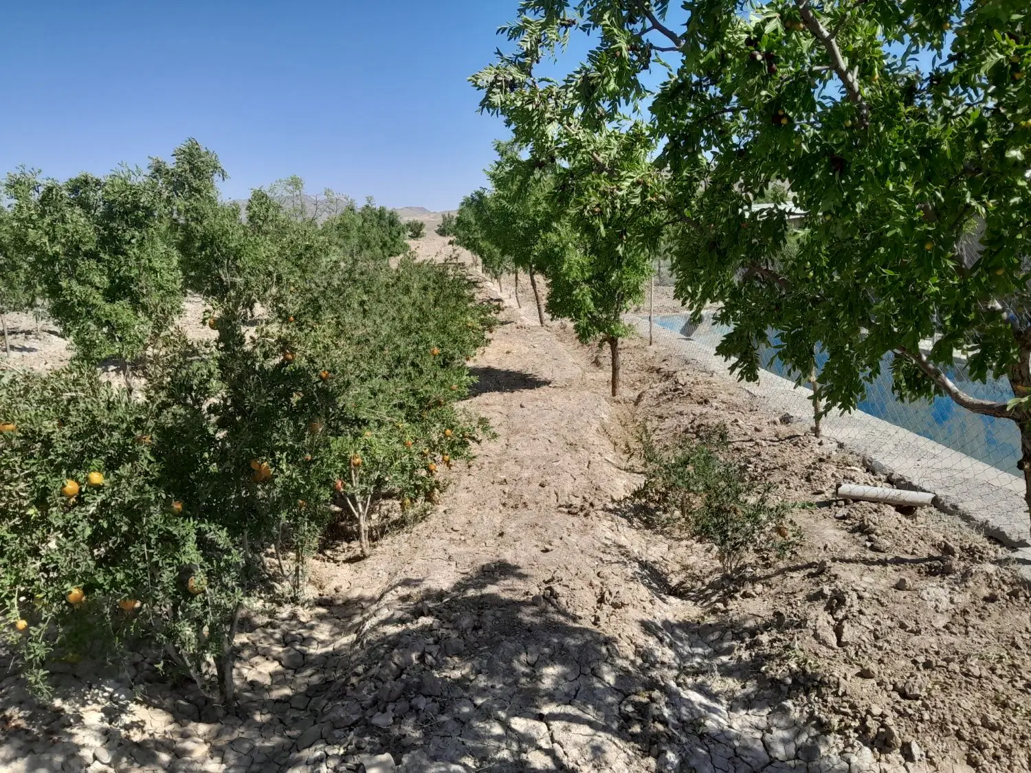 فروش باغ کشاورزی