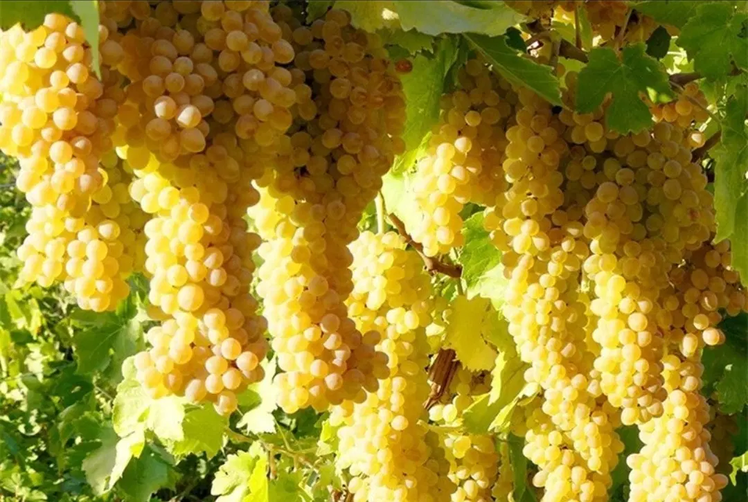 فروش  باغ انگور