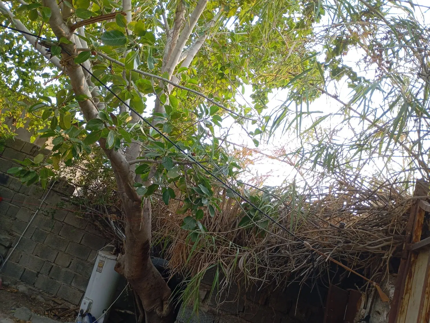 خانه اجاره ای بهجرد
