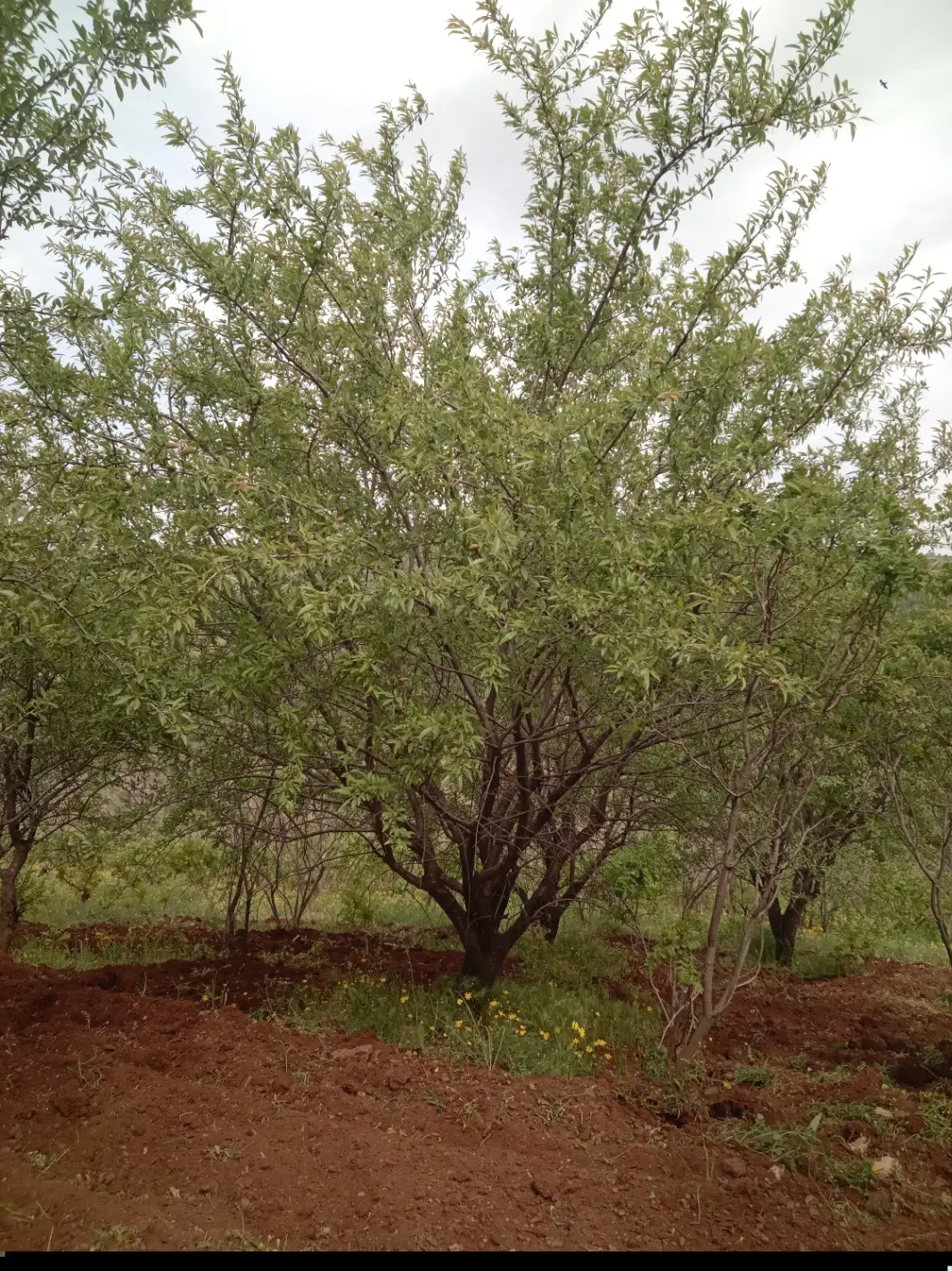 زمین مسکونی