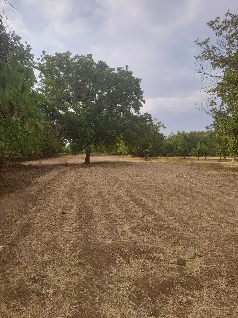 زمین کشاورزی حسین آباد