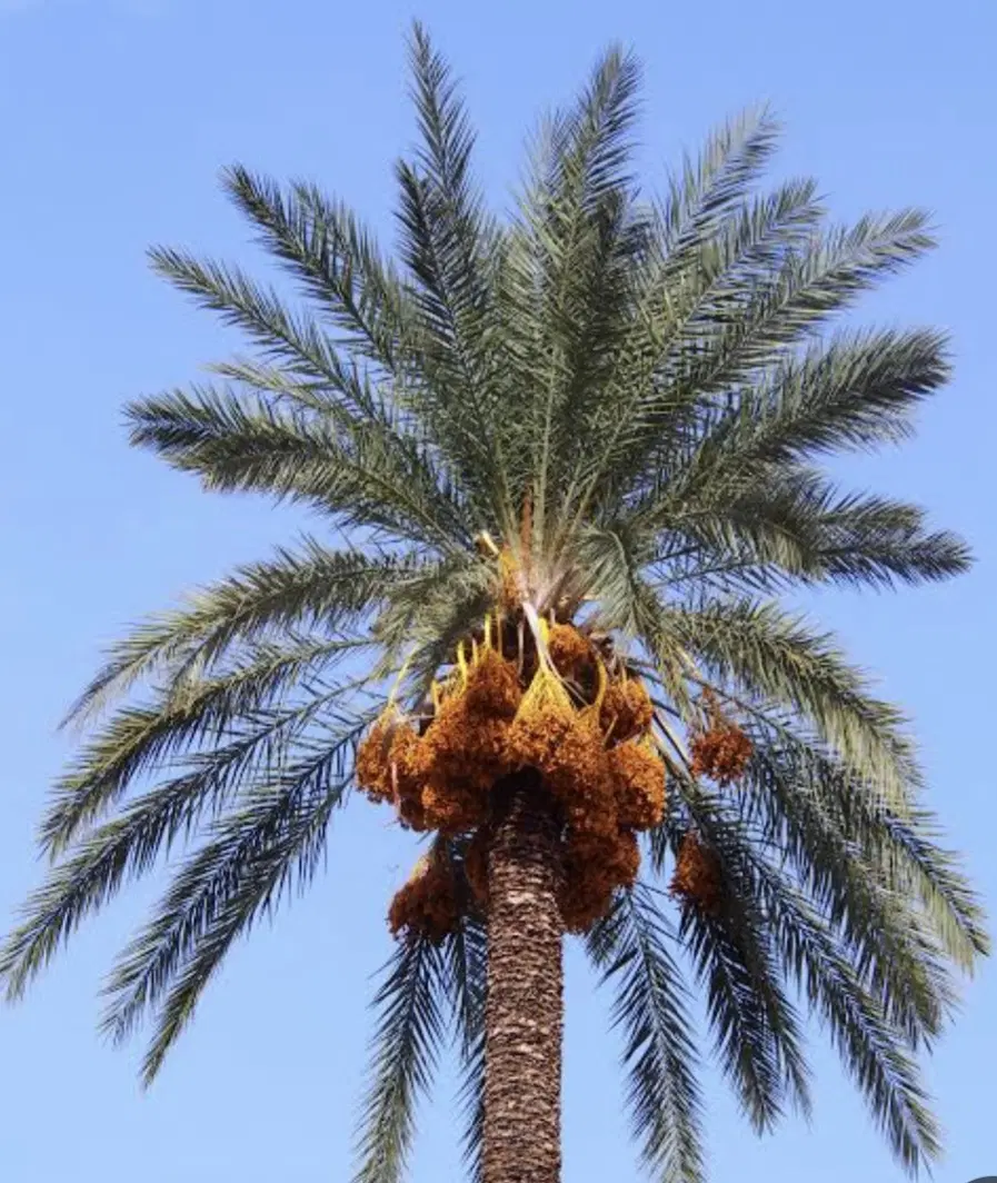 زمین روستای قلعه روبرو پارک جنگلی چاهکوتا