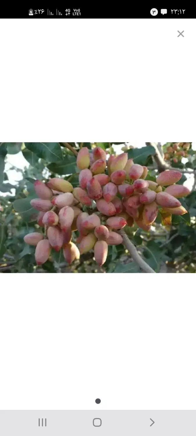 باغ پسته فروشی ۶ دانگ
