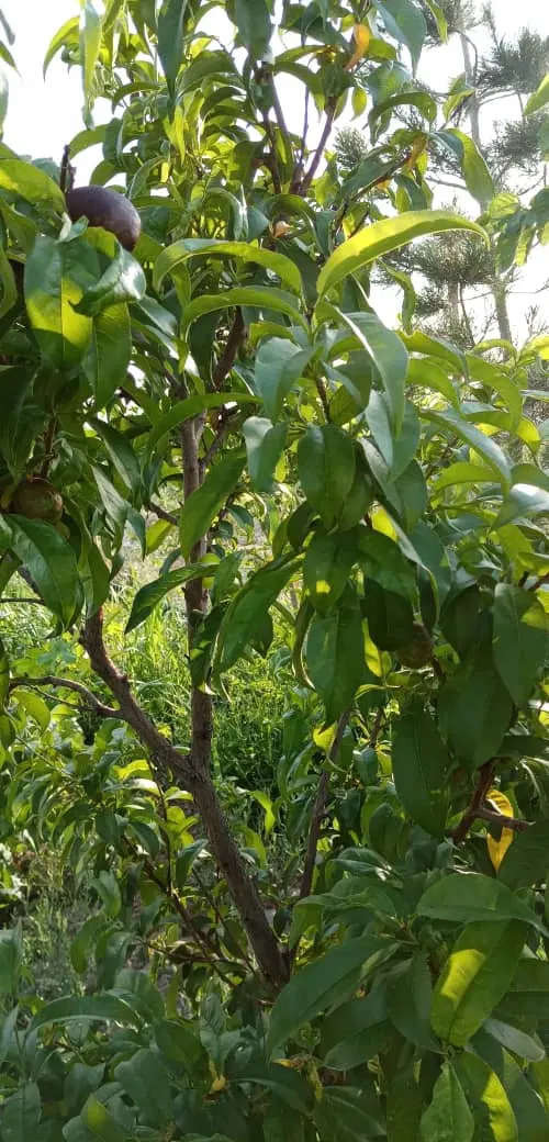فروش خونه باغ