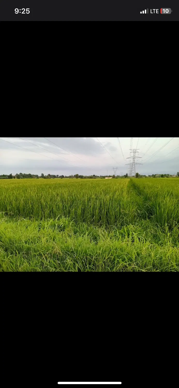 زمین زراعی