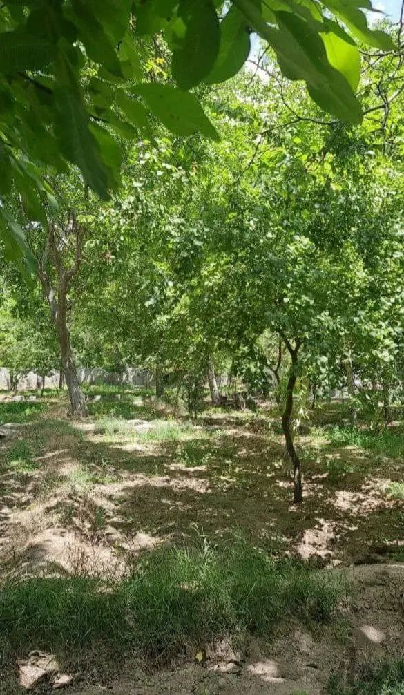 زمین خالی