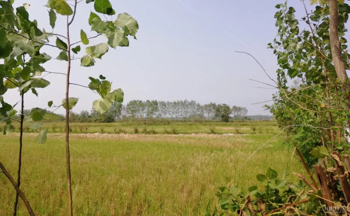 ۳۱۵ متر زمین مسکونی طش