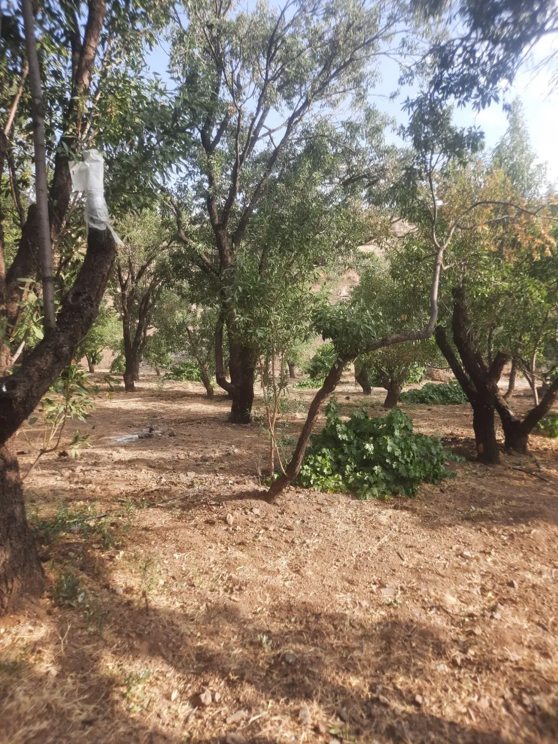 فروش زمین کشاورزی
