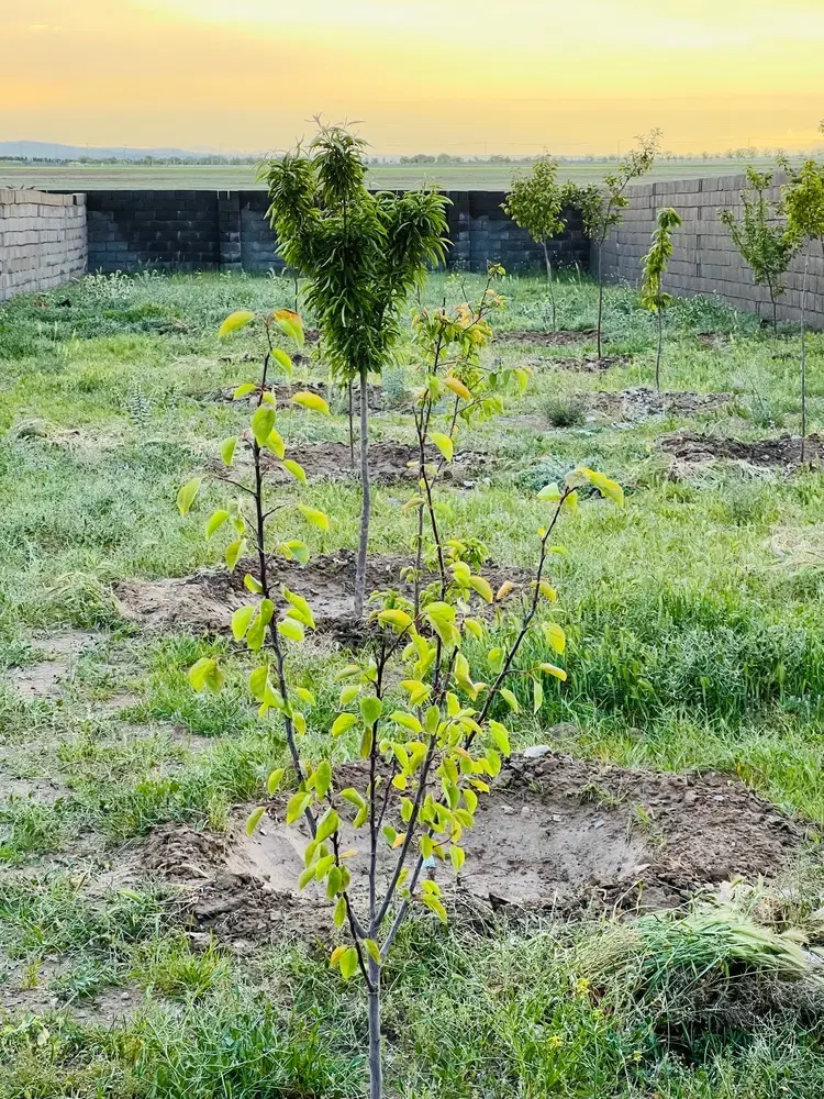 باغ ۵۰۰ متری دور دیوار آماده