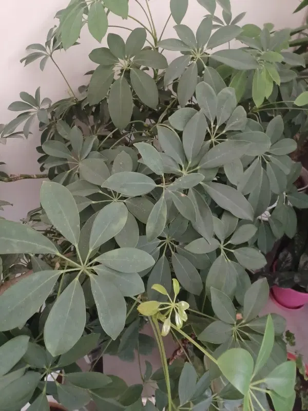 فروش باغ