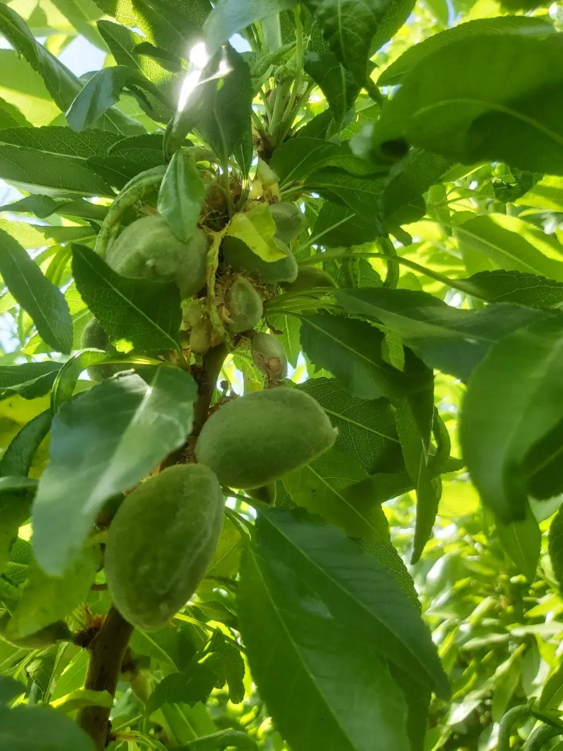 خونه باغ