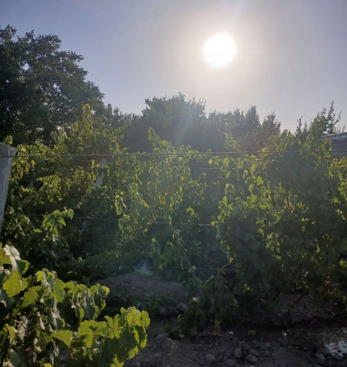 باغ انگور روستای میاوق